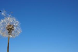 La primavera trae alegría…. y alergias…
