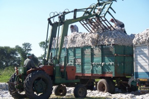 Algodón  : un cultivo contaminante